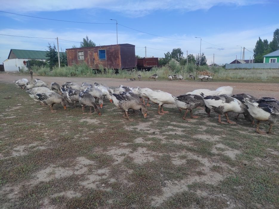 Таза үйдің қаздары сатылады