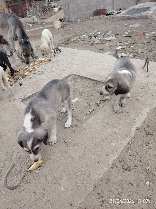 Щенки тазы быстрые