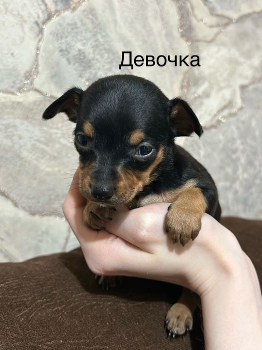 Щенки той терьер