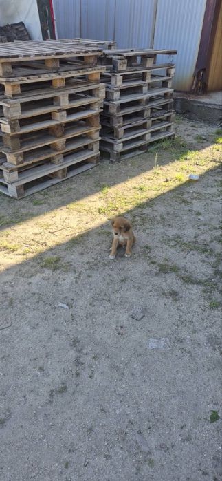 Подаряват се кученца на 2 месеца