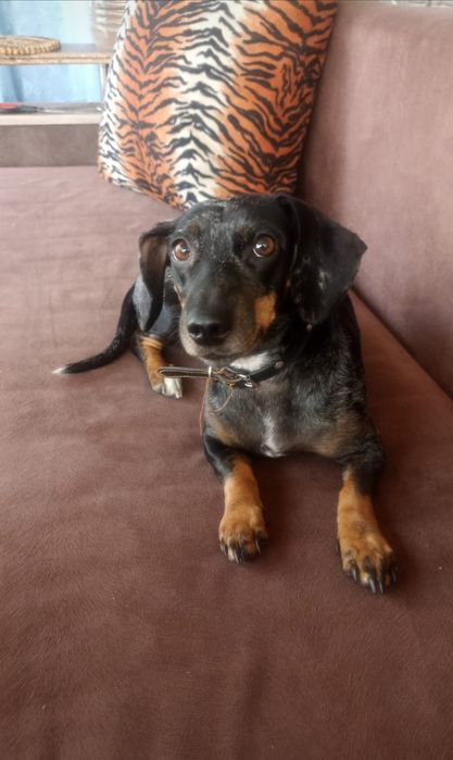 Щенок мраморной минитаксы