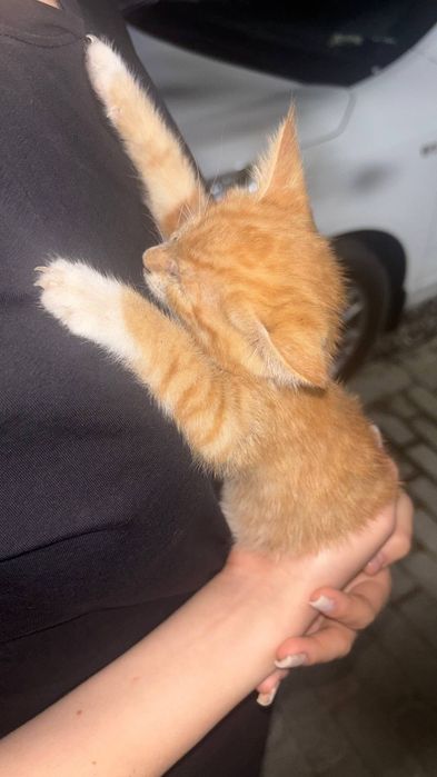 Котик отдадим даром