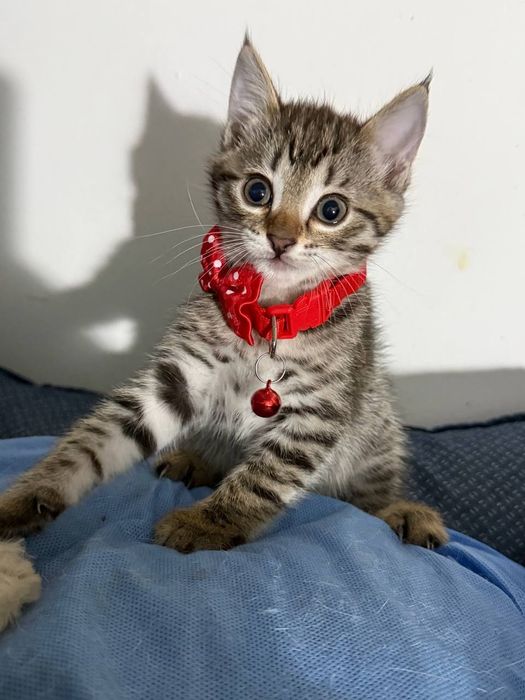 Котята ищут дом, только в Ташкент