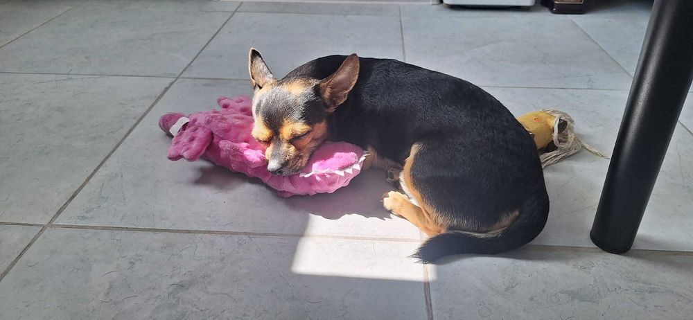 Очаровательный кобелёк ищет невесту