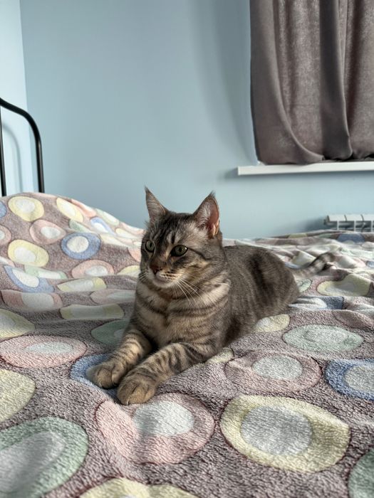 Отдам милого кота