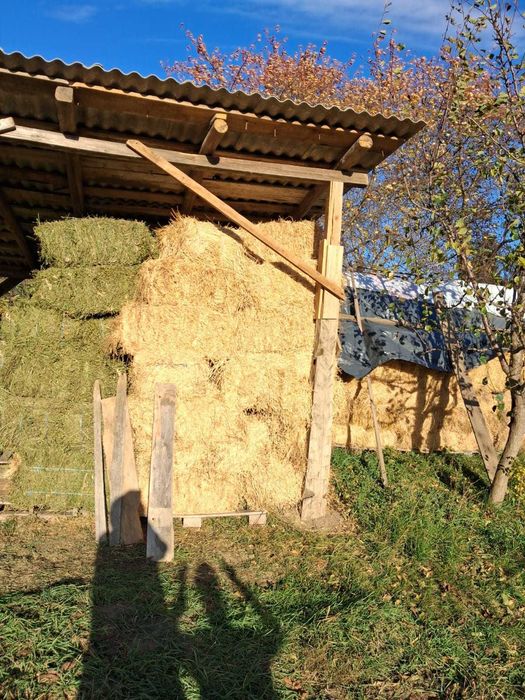 Baloți de lucernă premium, 100x55 cm