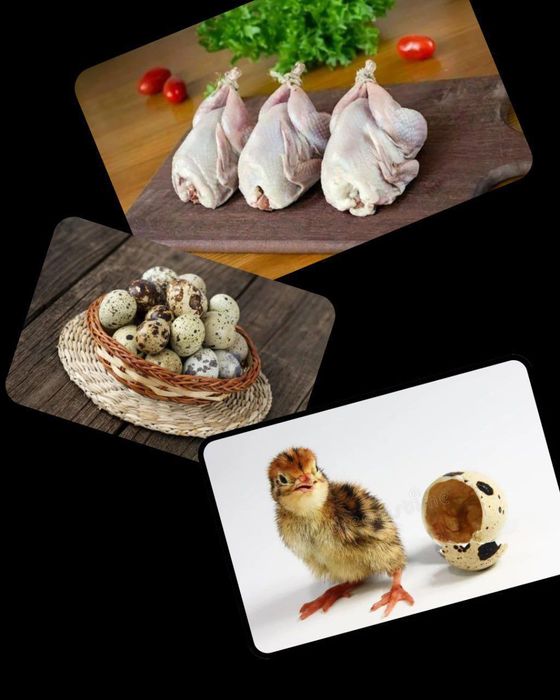 Бедана тухум сотилади