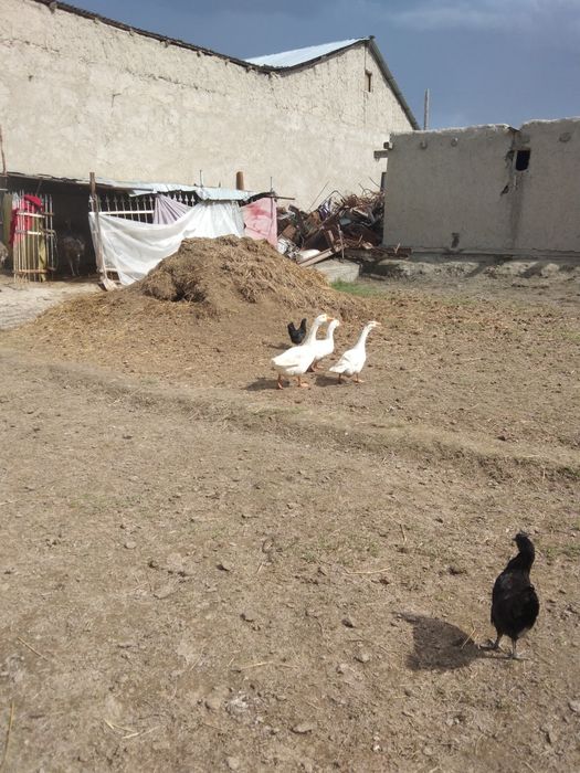 Ĝozlar sotiladi.