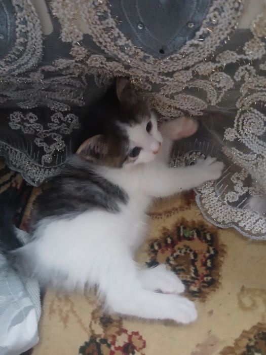 Отдам котят в хорошие руки