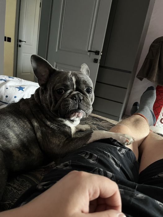 Французкий бульдог