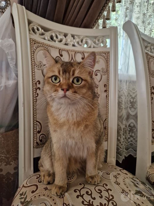 Mushuk zolotistiy shinshila tekinga beramiz