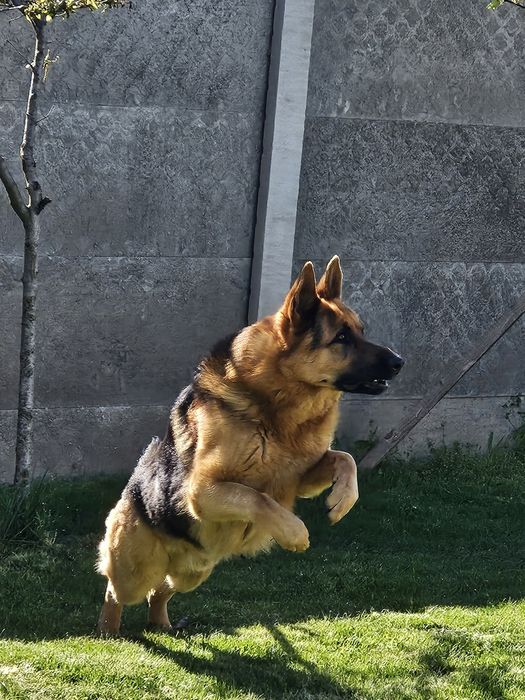 Donez Ciobănesc German