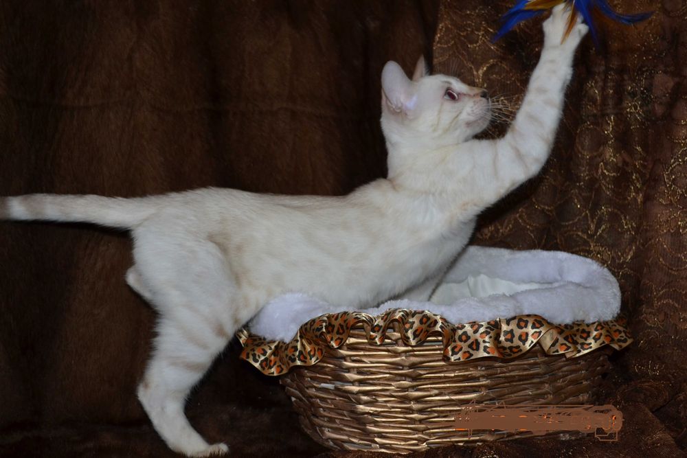 Малыш бенгалёныш