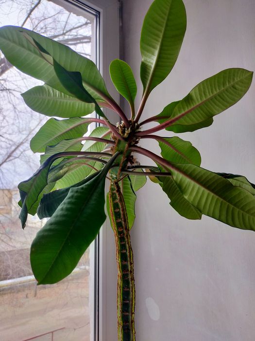 Молочай высокий 80 см.