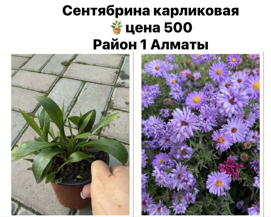 Хоста, садовые цветы