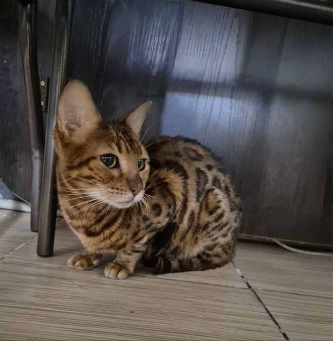 Бенгальская кошка