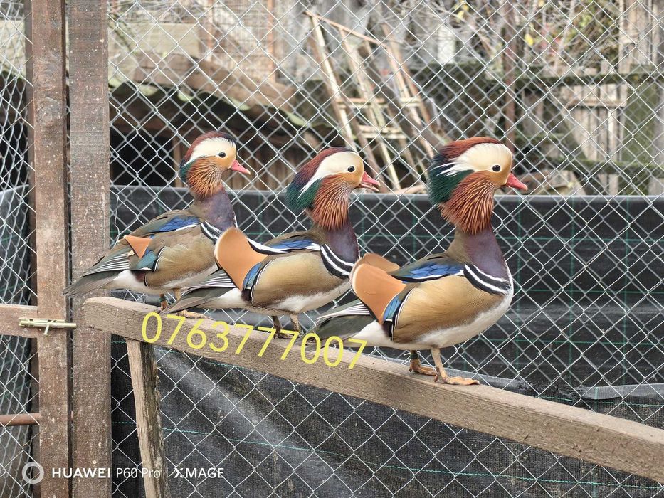 Ratoi mandarin standard