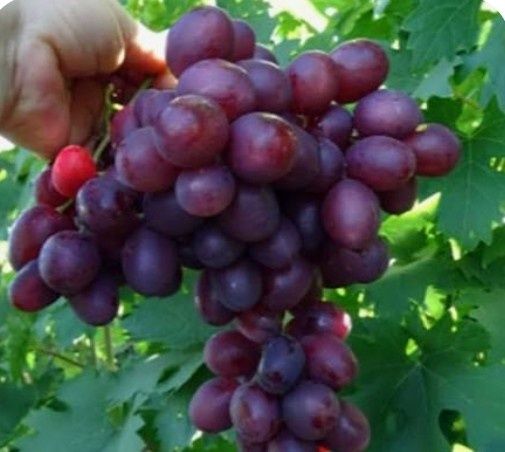 Продам саженцы винограда
