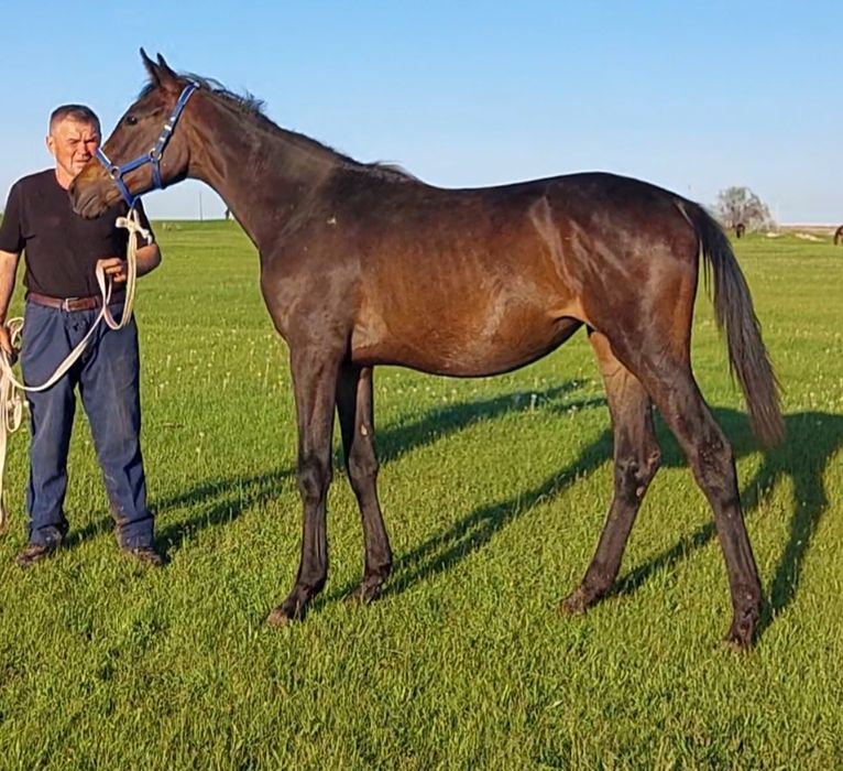 Ағылшын тай Ат Жылқы Лошадь Конь