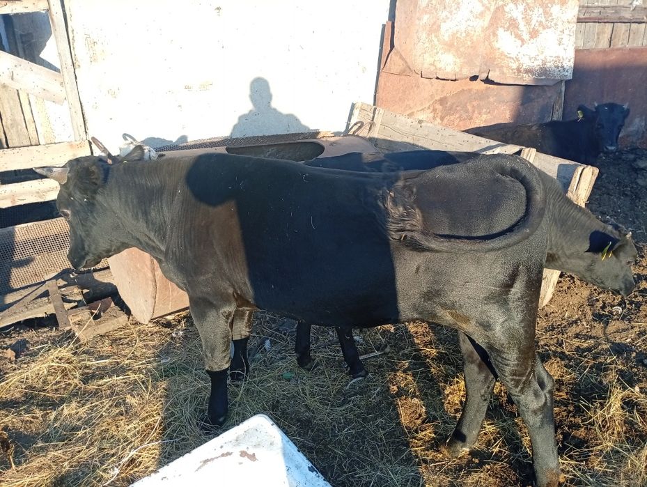 Бычёк продажа быков