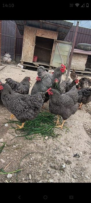 Familie de găini rasa Plymouth rock barat, vârstă 1 an.