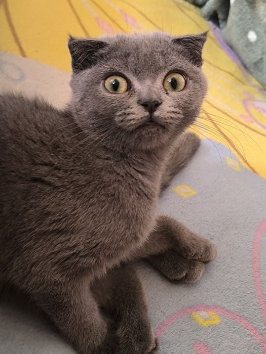 Шотландский фолд и страйт