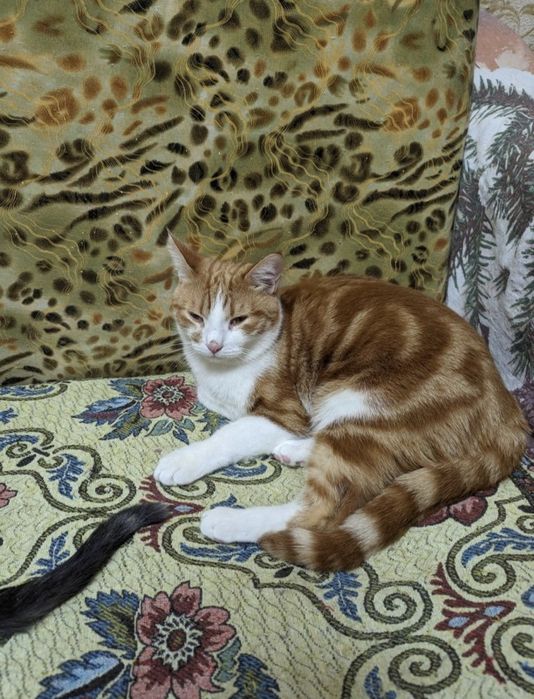 Кошки в хорошие руки