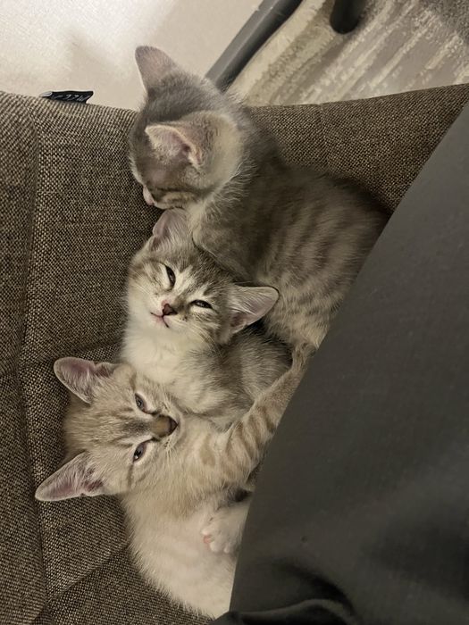 Котята, мальчики