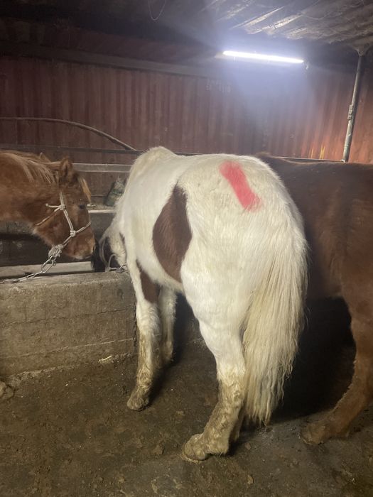 Продам жеребчиков (тай, кунан)