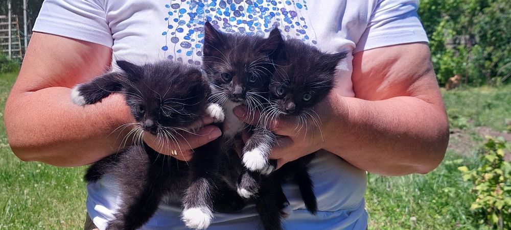 Отдам котят бесплатно