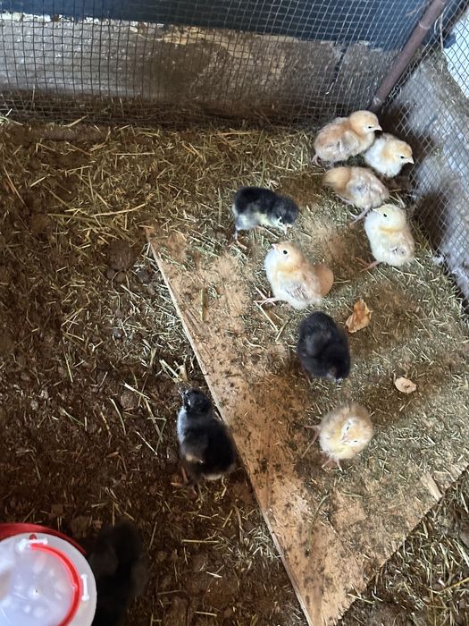 Клушка с цыплятами