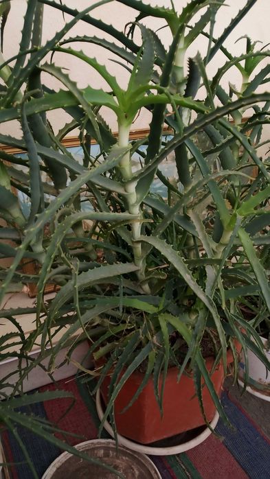 Живо алое вера за лечебна напитка – големи и малки растения