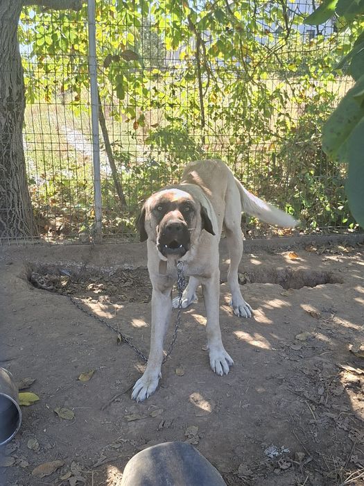 Vand câine kangal