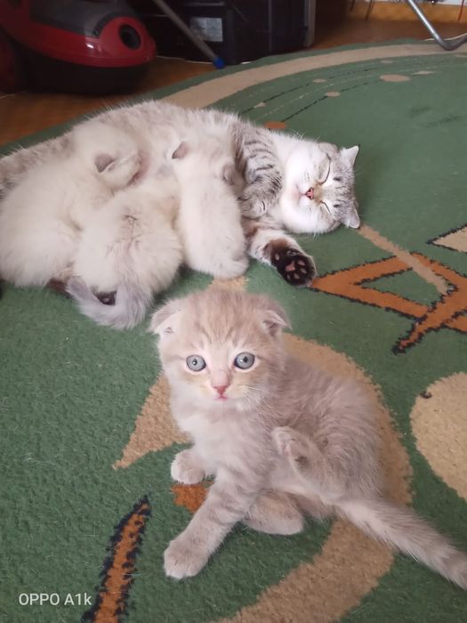 Продам котят британцы