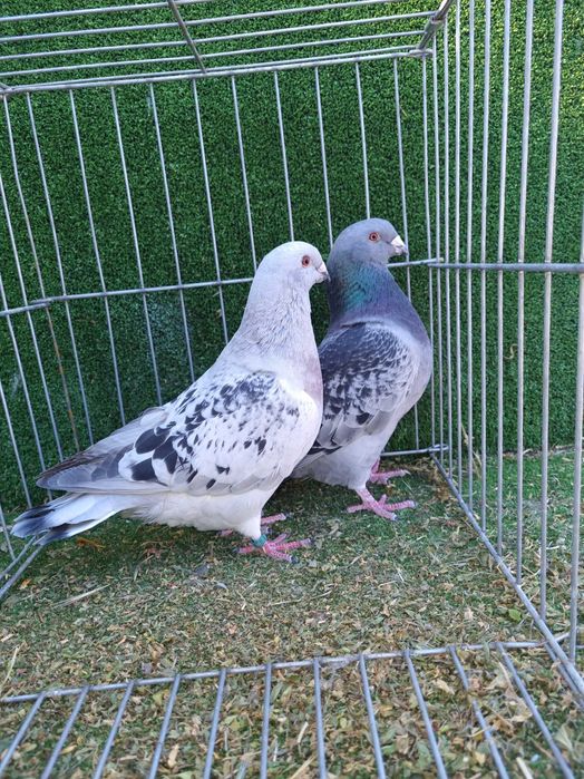 Porumbei rotati albi cu coada neagra,pescarusi chinezi,simi,standard