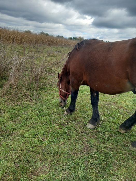 Vând armăsar 3 ani