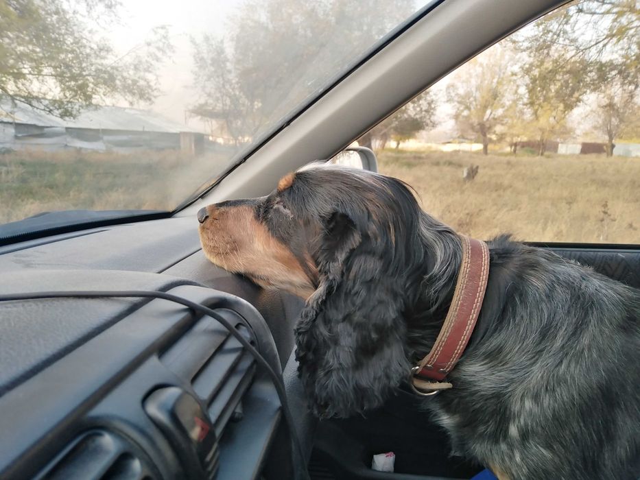 Кобелёк ищет самочку-спаниеля для вязки.