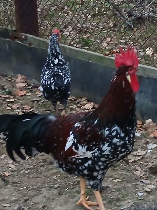 Vand cocosi Italieni