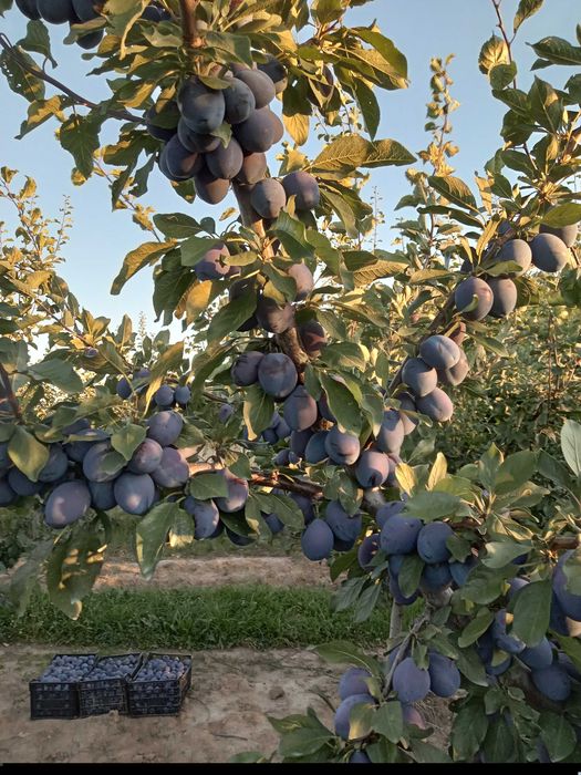Prune pentru țuică