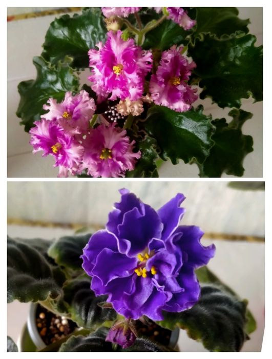 Комнатные цветы фиалки, цветущие!!!