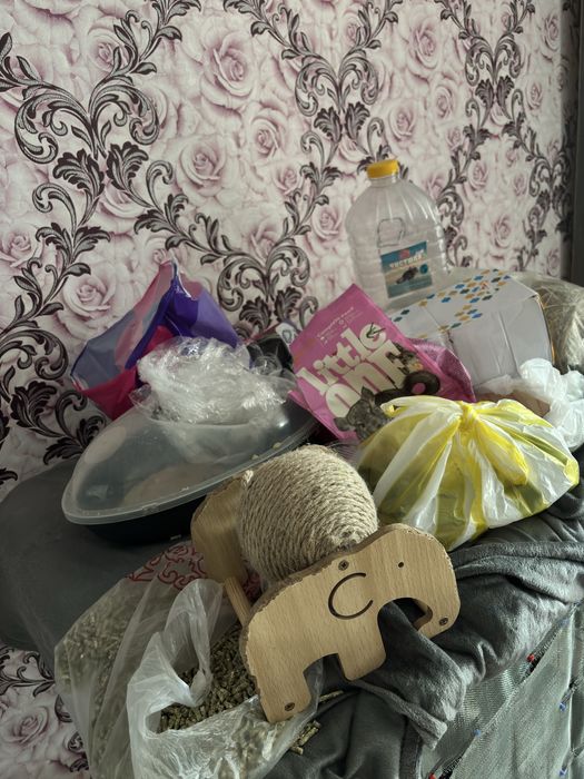 Шиншиллы 2 штуки