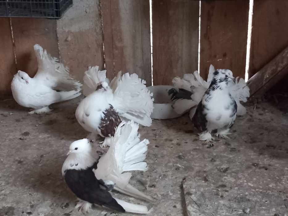 Porumbei rotati indieni