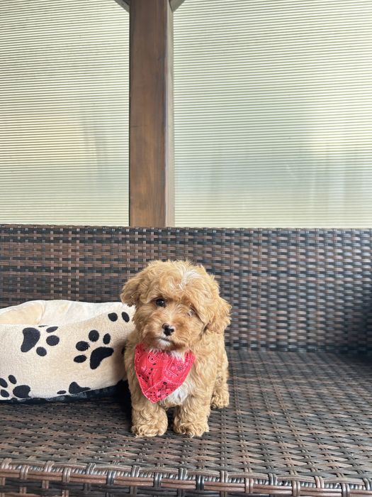 Maltipoo F2