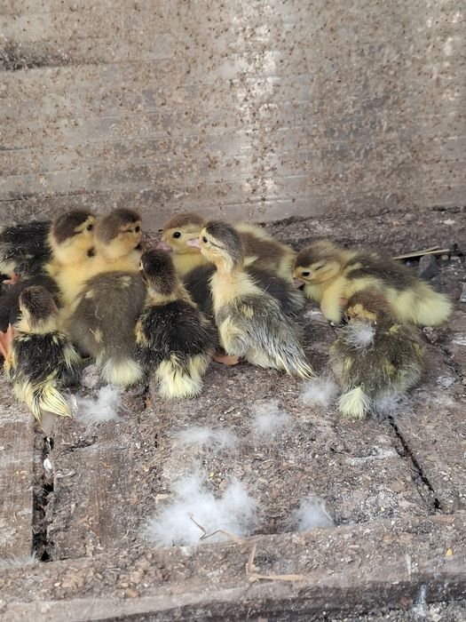 Rațe cu moț o familie  si o rața muta cu 12 rațe mici