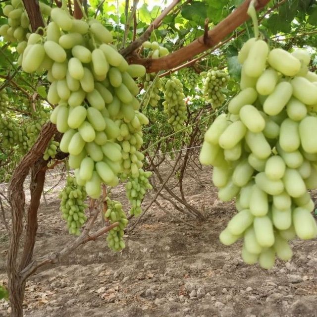 Барча турдаги  Мевали кучатлар арзон ва сифатли