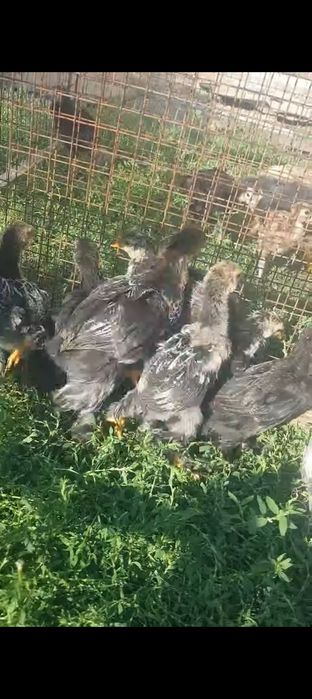 Продам курей и циплят