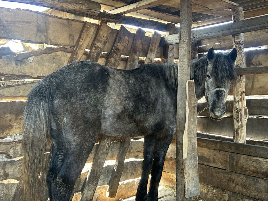 Продаётся байтал