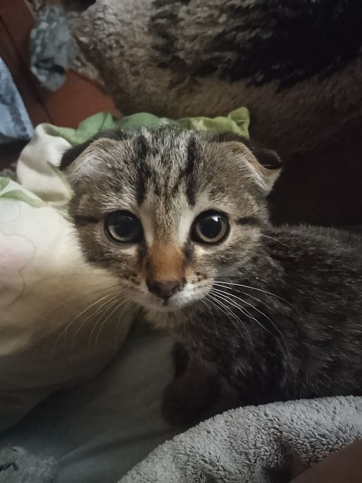 Отдам котика в хорошие руки