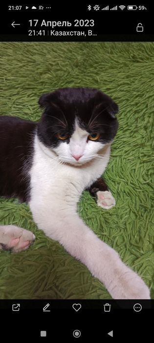 Помогите найти любимца