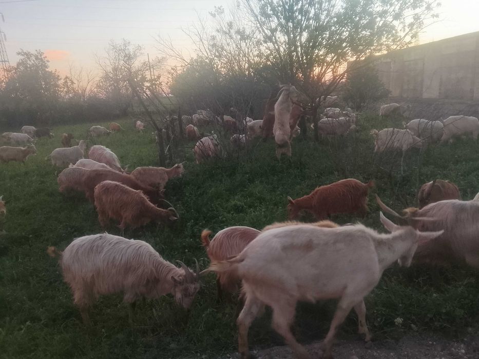 Capre tinere și bune de lapte cu acte